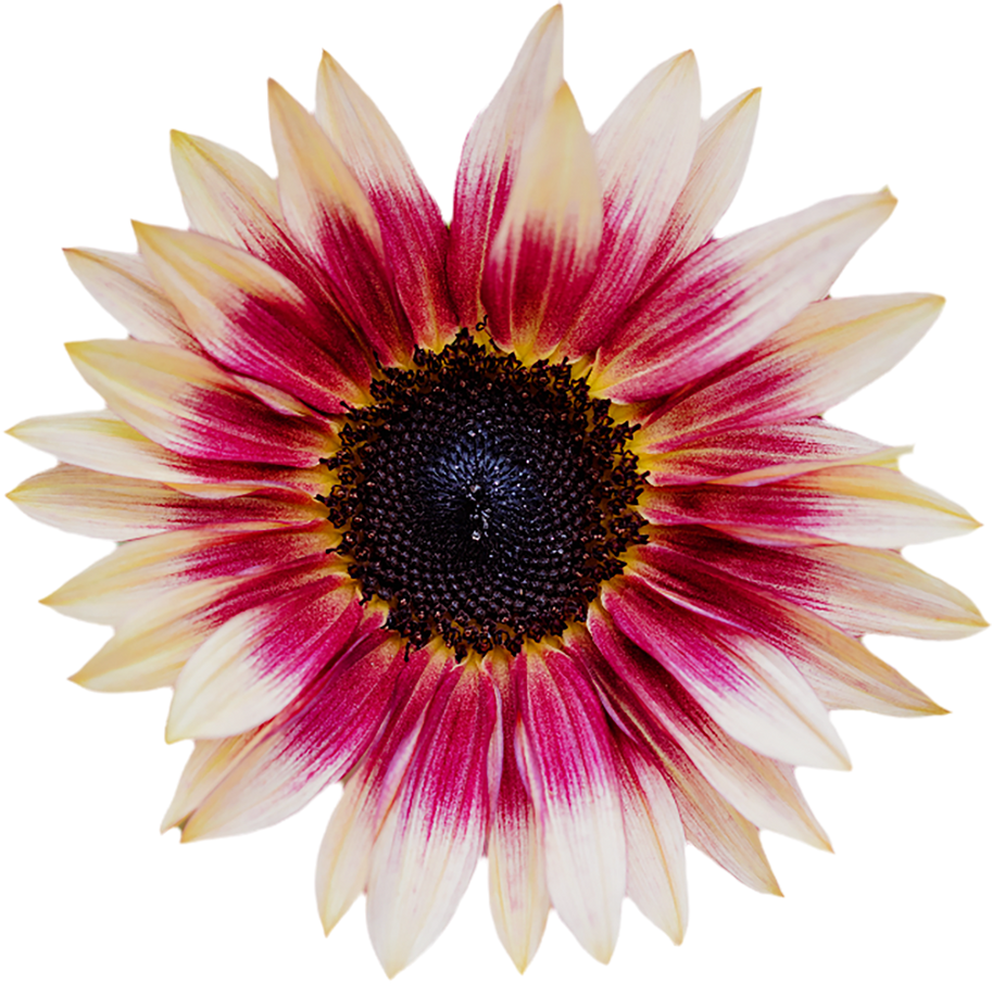 Pink Sunflower Cutout